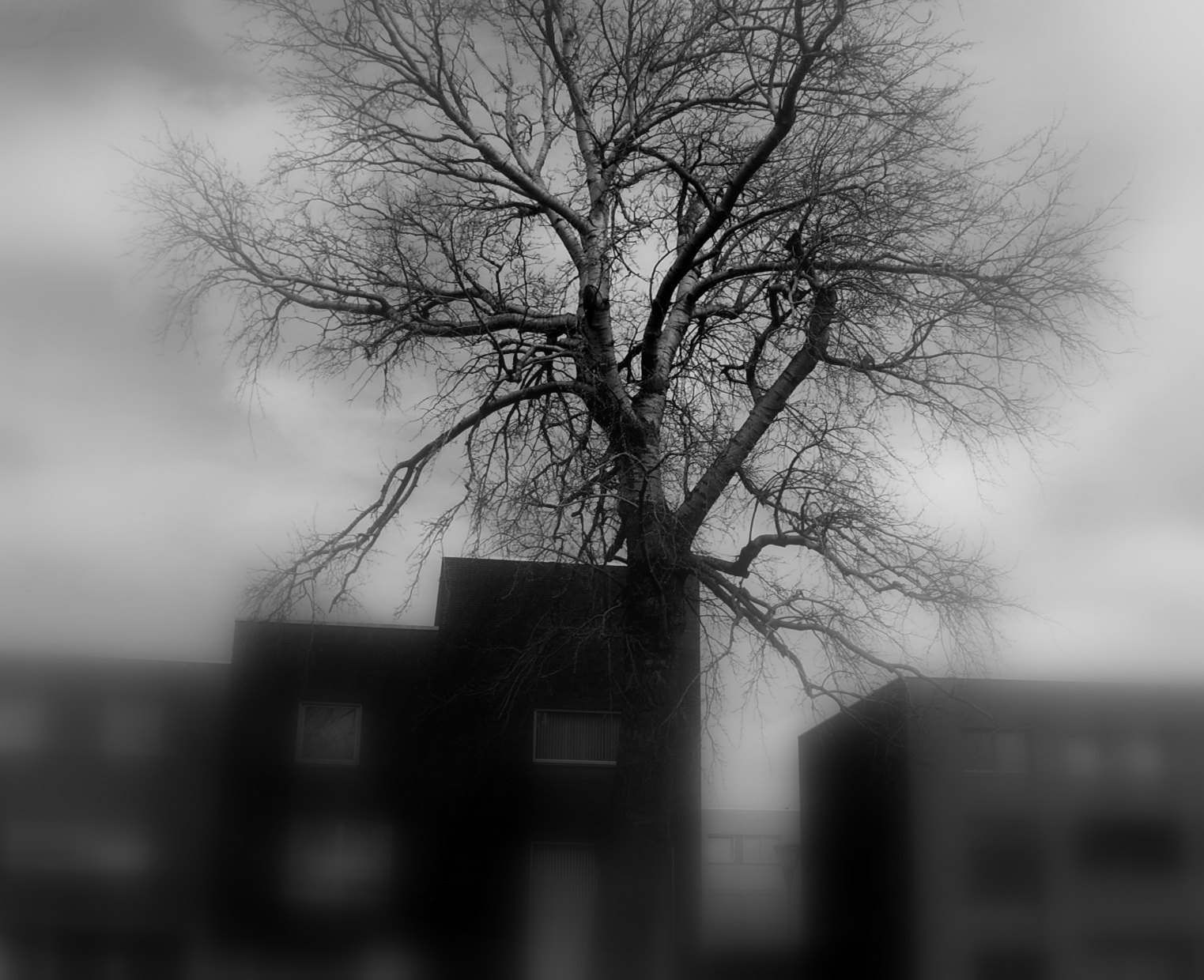 tree